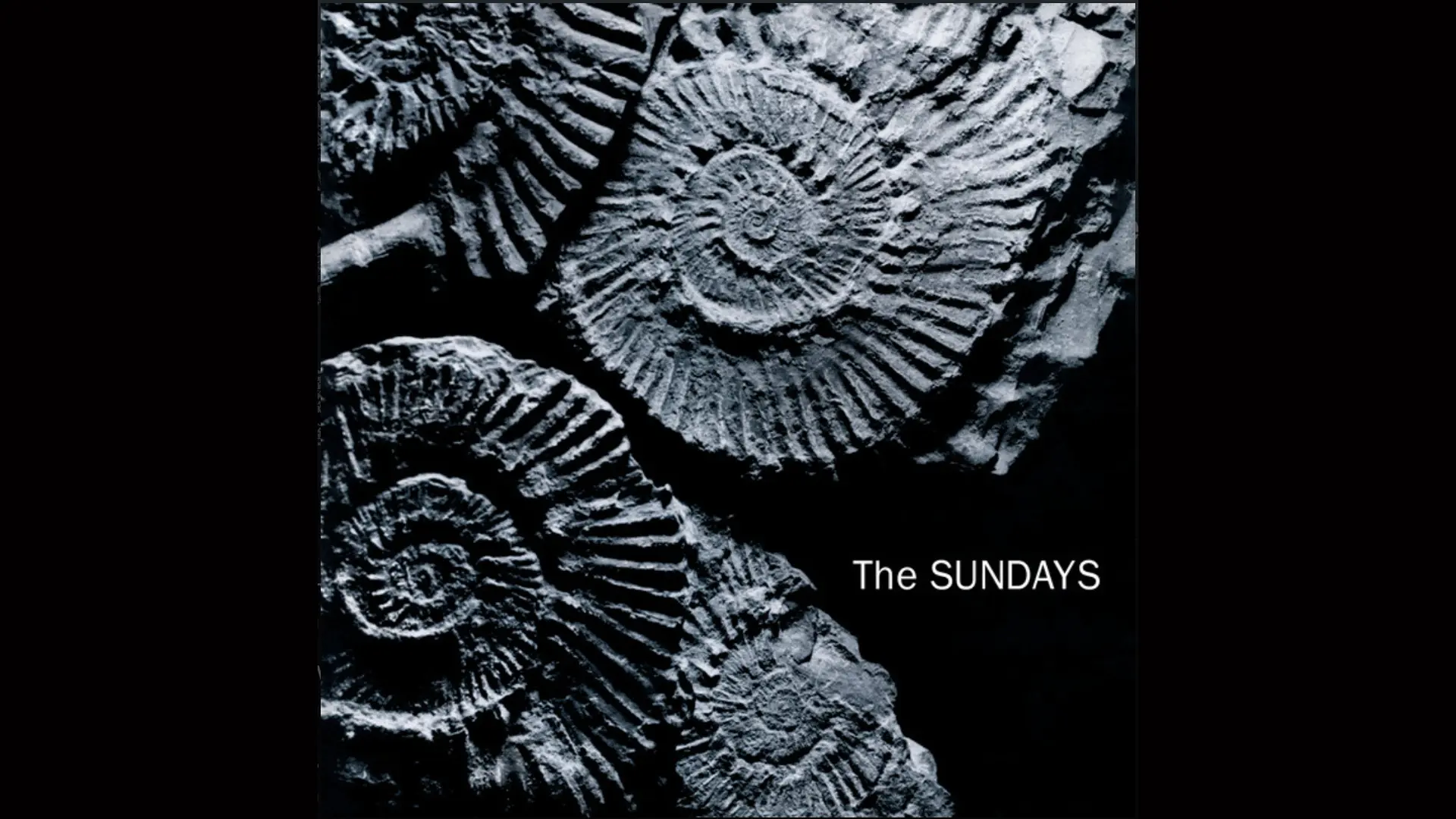 The album cover "Reading Writing and Arithmetic" by The Sundays showing three grey ammonites grouped together against a black background