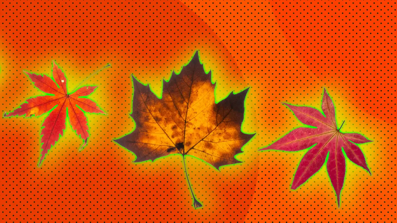 An image of some orange and red autumnal leaves set against an orange dotted background with a yellow and green halo.