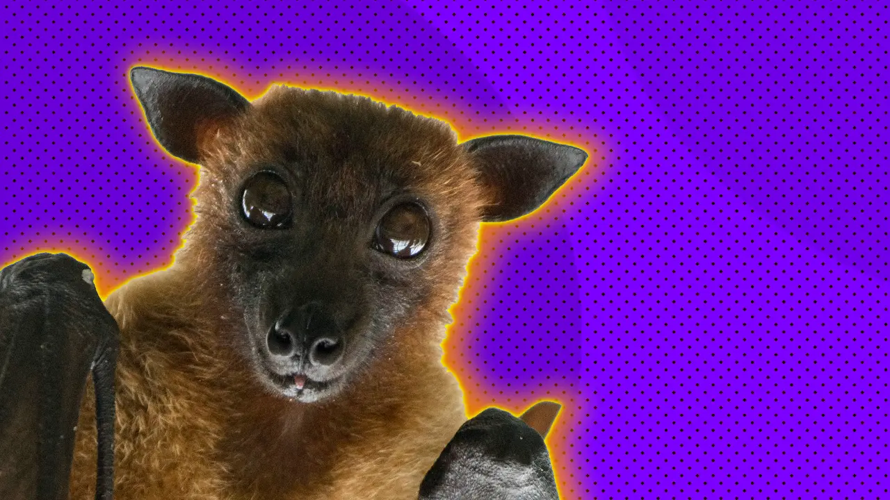 An image of a flying fox fruit bat looking directly at the viewer with a purple dotted background and orange halo.