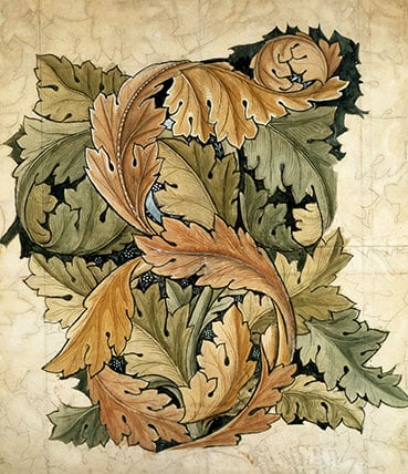 Acanthus