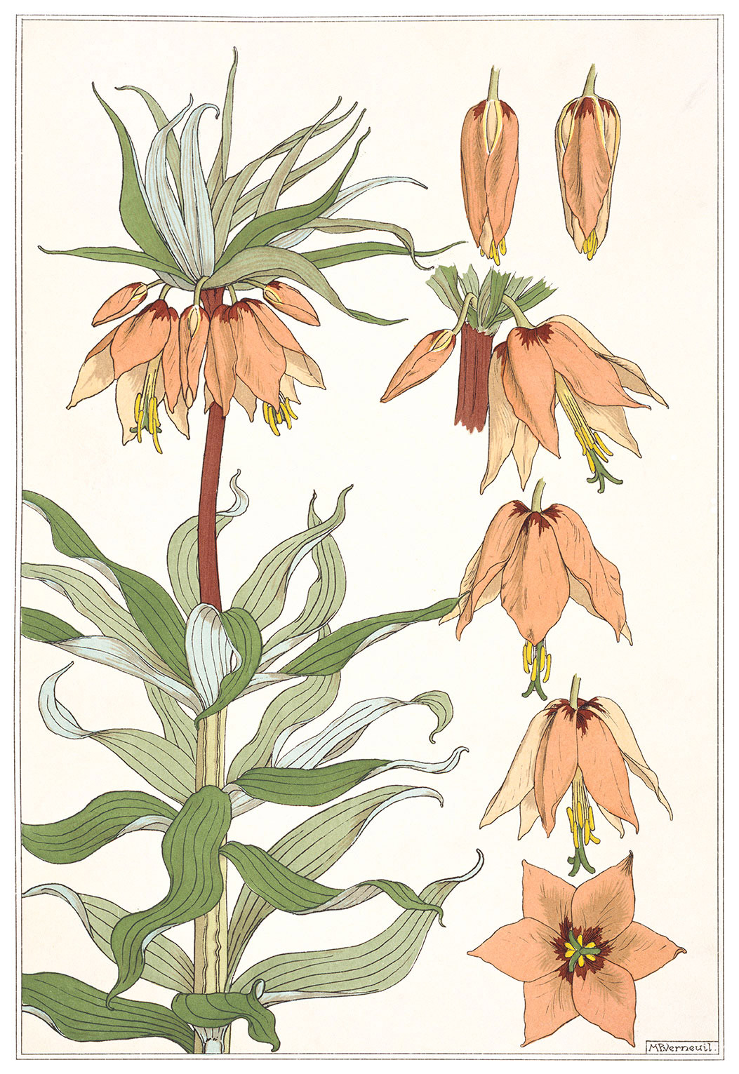 Plate 16, Crown Imperial