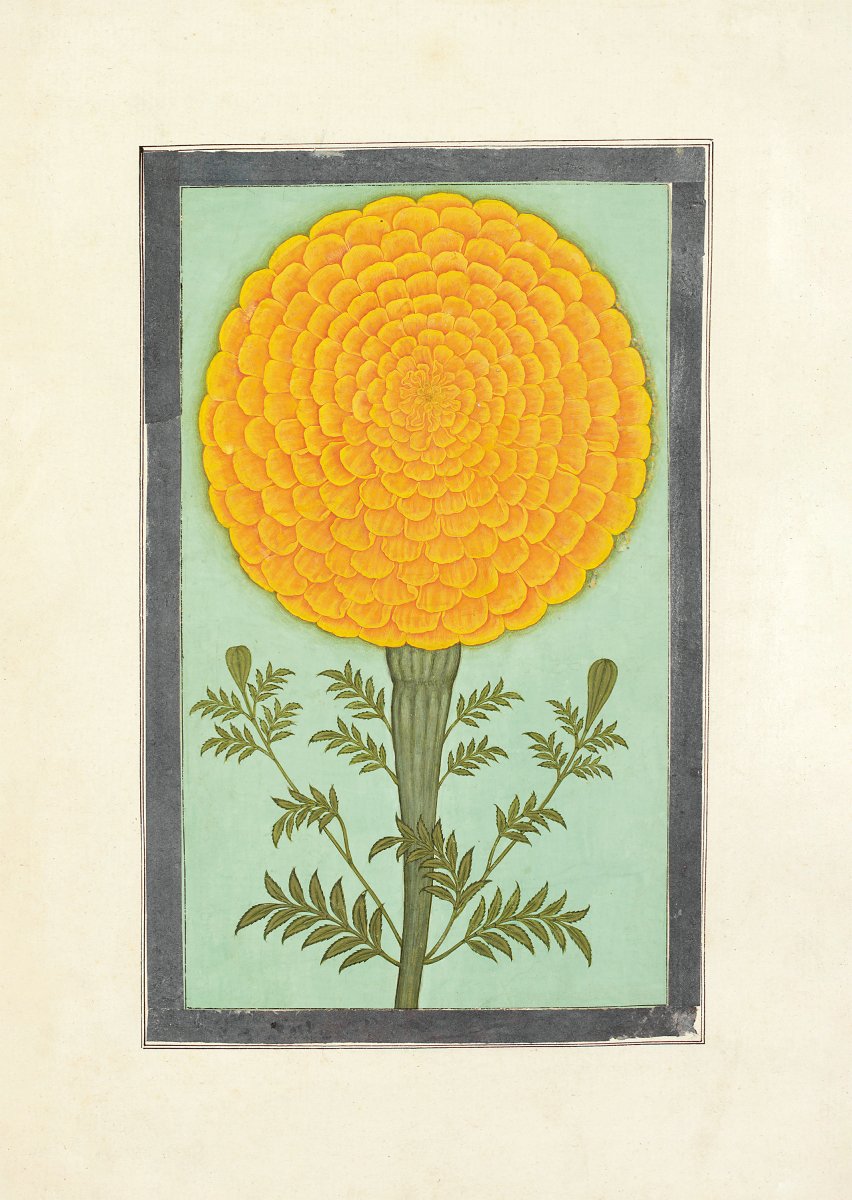 Marigold bloom
