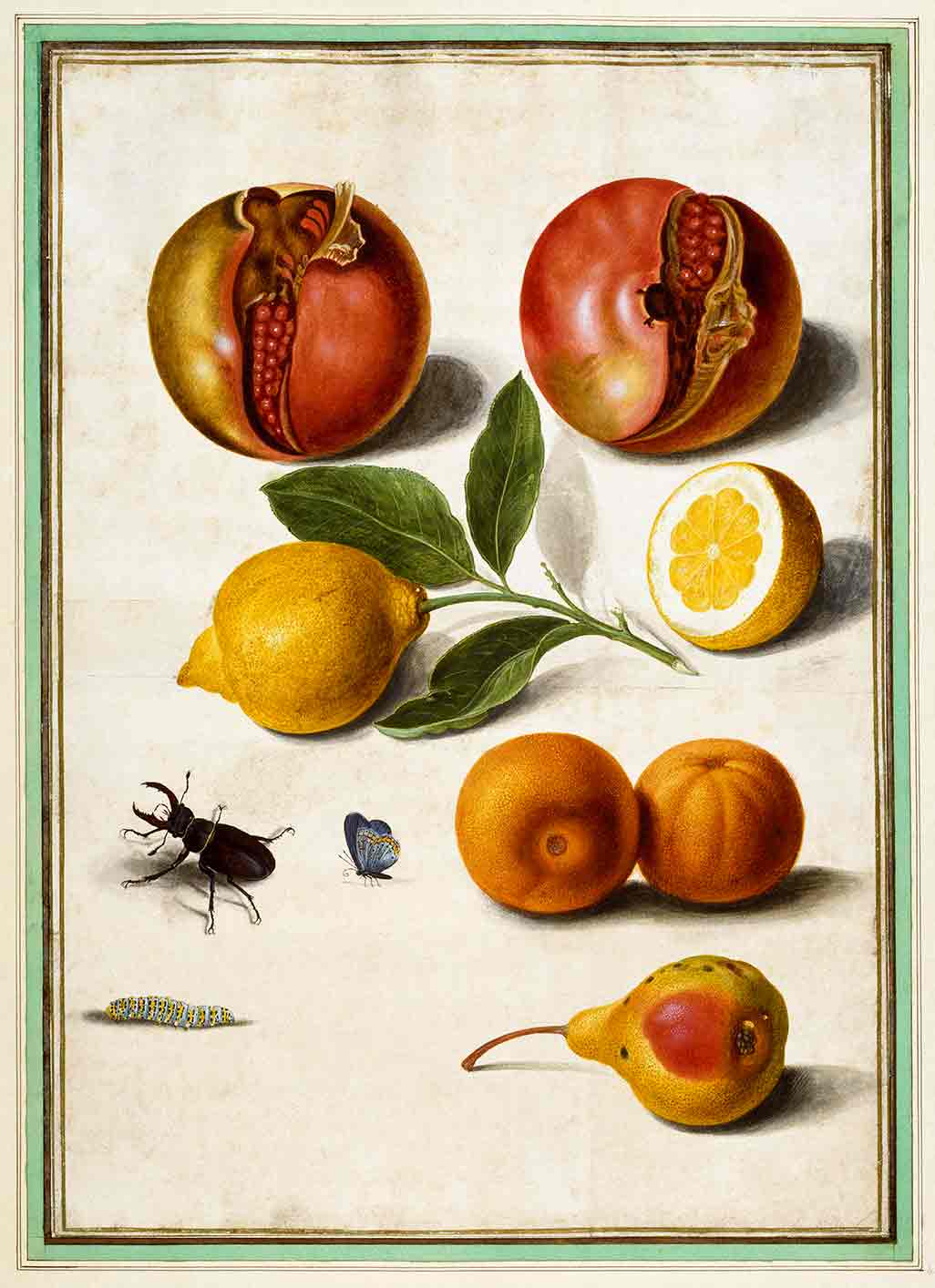 Pomegranates, Lemons, Oranges and Stag Beetle from Horti Itzeinensis