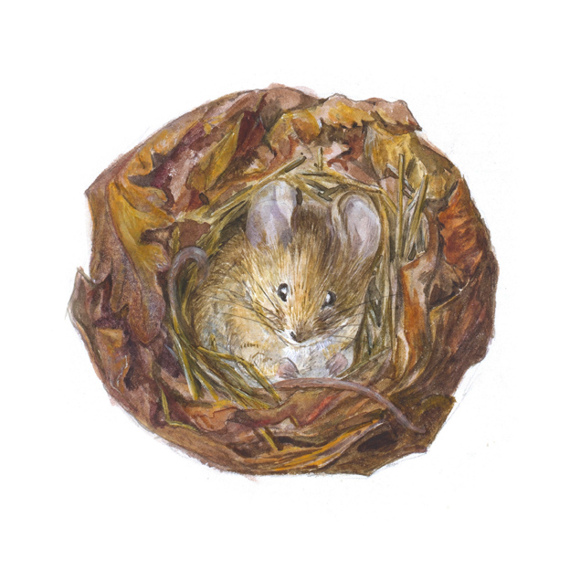 A mouse in its nest