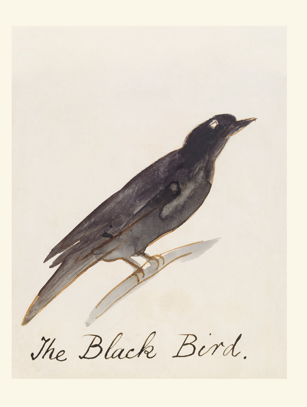 The Black Bird