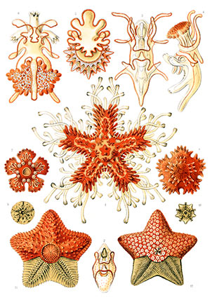 Asteridea from Kunstformen der Natur