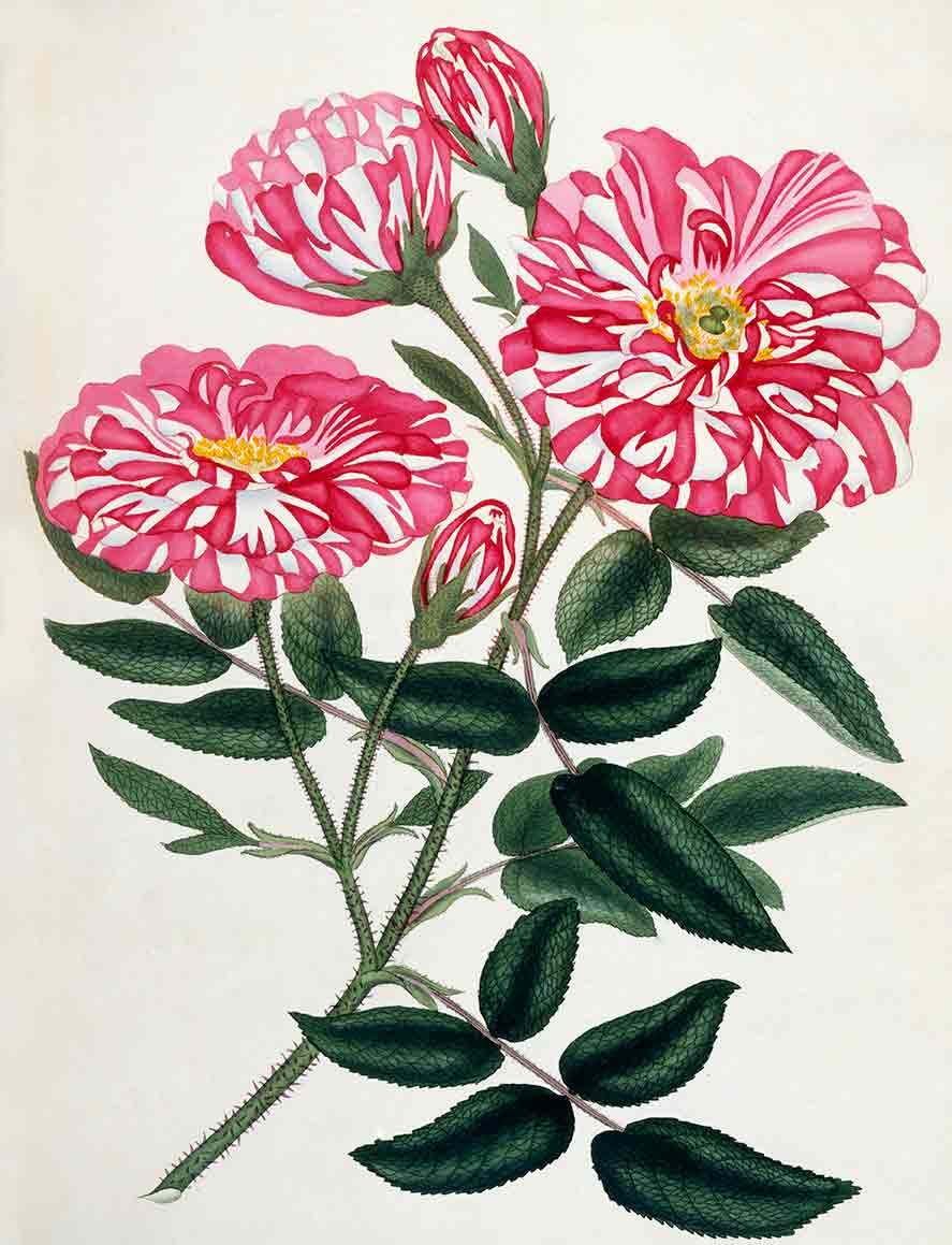 Rosa Gallica from Roses Vol.I