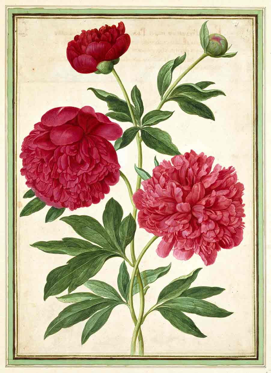 Red Peonies from Horti Itzeinensis