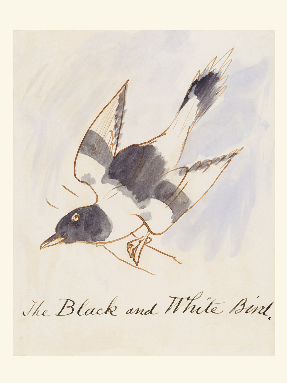 The Black and White Bird