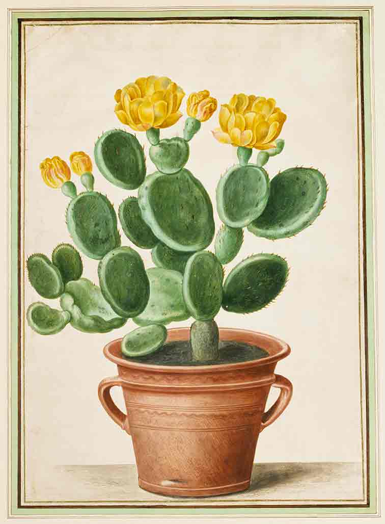 Cactus from Horti Itzeinensis