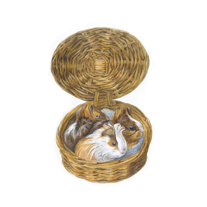 Guinea pigs in basket