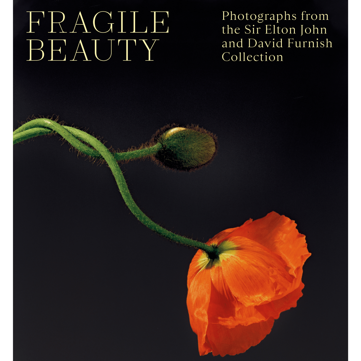 Fragile Beauty exhibition book - hardback